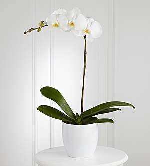 El FTD ® White Orchid Planter