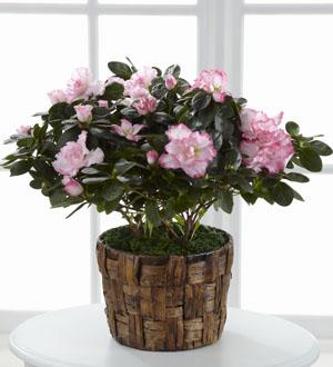 Azalea Rosada FTD® en Grand Prairie, USA | Florerias Grand Prairie |  Flowers to US
