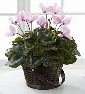 The Pink Cyclamen FTD®