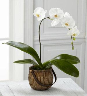 Orquídea blanco a domicilio, Flores de temporada