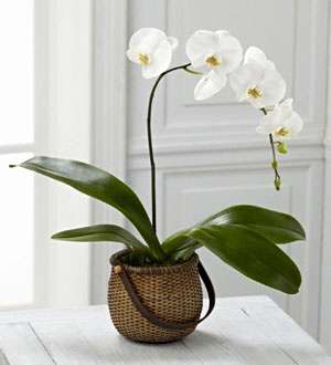 Orquídea Phalaenopsis Blanca FTD®