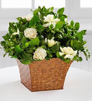 El Serene® Planta Gardenia en Todos Los Estados Unidos, USA | Florerias  Todos Los Estados Unidos | Flowers to US