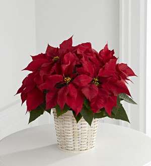 El ® Red Poinsettia Basket FTD (Small)
