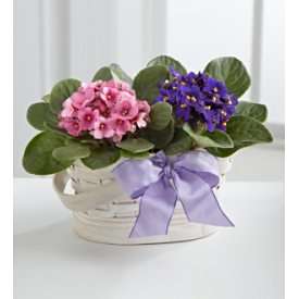 Violeta Vistas Blooming Basket