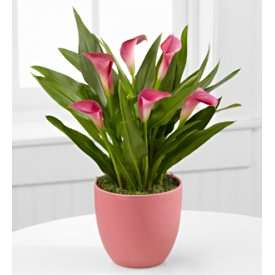 Pink Poetry Calla Lily Plant
