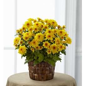 The FTD® Chrysanthemum