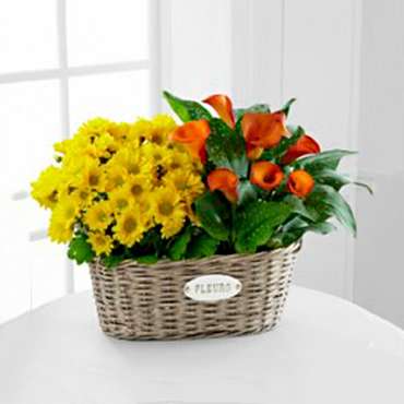Golden Grace Calla Lily & Chrysanthemum Plant Duo