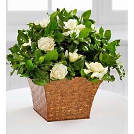Serene Settings® Gardenia Plant