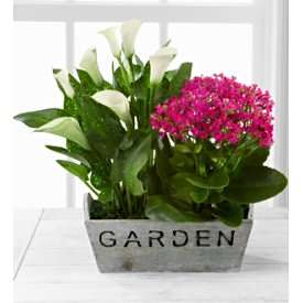 Sunlit Simplicity Dishgarden by BHG®