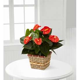 El Otoño Resplandor Anthurium Planta de FTD ® de Better Homes and Gardens ®