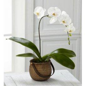 Mom´s Orchid Harmony FTD® - Brownsville